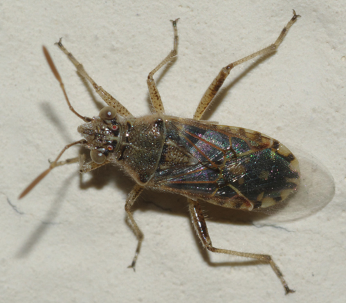 Rhopalidae: Liorhyssus hyalinus di Rende (CS)